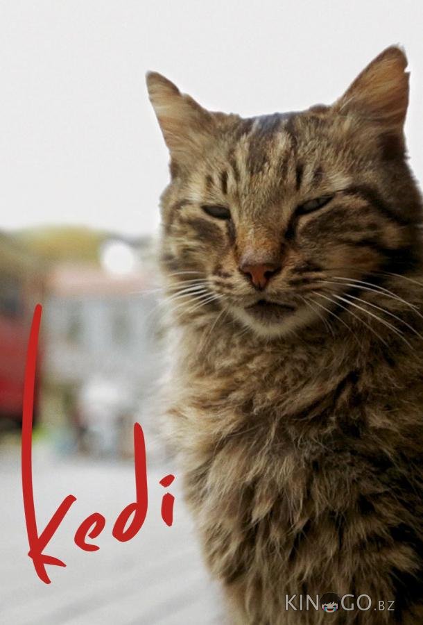 Город кошек / Кот